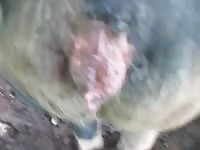 Sow 2 Gaybeast.com - Man and animal Sex