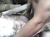 St bernanrd Gaybeast - Zoophilia Man