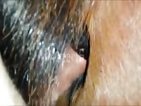 Stallion anal 5 Gaybeast.com - Bestiality Sex video with man