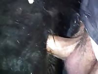 Stallion anal cum 1 Gaybeast.com - Man fucks animal