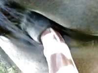 Stallion anal dildo 1 Gaybeast.com - Bestiality Sex video with man