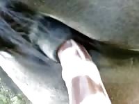 Stallion anal with chance dildo Gaybeast - Beastiality Man