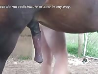 Stallion and an other man Gaybeast.com - Beastiality with Dude
