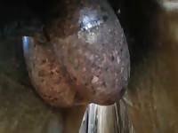 Stallion ball massage Gaybeast - Zoophilia Sex and Man