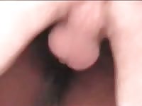 Stallion gets buttfucked Gaybeast - Man fucks animal