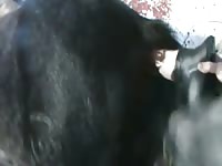 Stallion gets horse dildo Gaybeast - Man and animal Sex