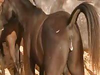 Stallion gets lade Gaybeast.com - Animal Porn Man
