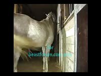 Stallion really fuck man Gaybeast - Man and animal Sex