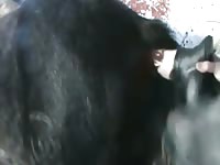 Stallion takes dildo Gaybeast.com - Zoophilia Man