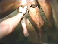 Stallion wank Gaybeast - Dude fucks animal