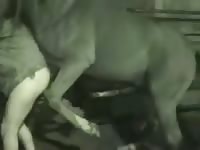 Stallionsex stallion do man movie 1 Gaybeast - Beastiality Man