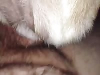 Stray bitch 1 Gaybeast - Dude fucks animal