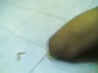 Stray bitch fuckers 2 Gaybeast.com - Beastiality Man