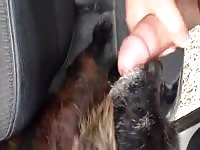 Stray dog licking my dick cumshot Gaybeast.com - Animal Porn Man