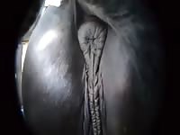 Stroking the pony Gaybeast.com - Beastiality with Dude