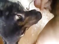 Suck 4 Gaybeast - Zoophilia Sex and Man