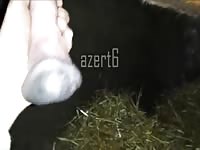 Suck horse Gaybeast.com - Dude and animal Sex