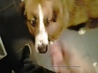 Suck my dick 2 Gaybeast.com - Dude fucks animal