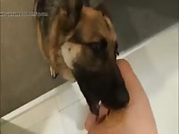 How to teach a dog to sit Gaybeast.com - Zoophilia Man
