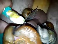 Huge party Gaybeast.com - Zoophilia Porn and Man