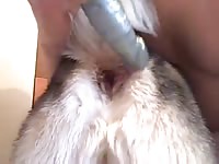 Husky anal 2 1 Gaybeast.com - Animal Porn Man