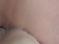 Husky bitch Gaybeast - Bestiality Sex video with man