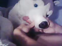 Husky plush Gaybeast.com - Beastiality Man