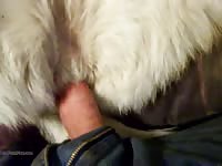 Husky3 Gaybeast.com - Dude and animal Porn