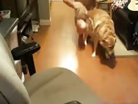 I and she Gaybeast.com - Bestiality Porn video with man