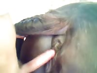 I fucked a horse named maurice Gaybeast.com - Dude fucks animal