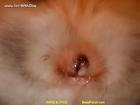 Inlove man with female malamute sexwithadog husky man with female malamute slideshow