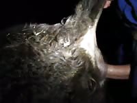 Ivan fucks young cow Gaybeast.com - Man fucks animal