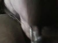 Japan mare petlust mare from jpn 2 mpg