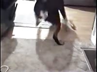 Jason Gaybeast.com - Man fucks animal