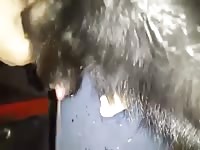 Jerking my boy 1 Gaybeast - Zoophilia Porn and Man