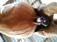 Jerking stallion from underneath Gaybeast.com - Zoophilia Porn and Man