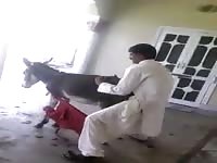 Jihadist and his donkey wife