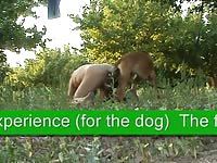 Jung dog first experience Gaybeast.com - Zoophilia Man