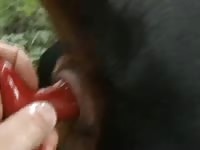 K9 anal play buttplug Petlust gay zoo porn men and animal