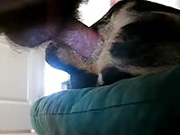 K9 anal play mvi 5660 Petlust gay zoo porn men and animal