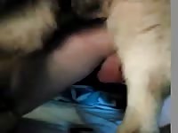 Knotted by shep Gaybeast - Dude fucks animal