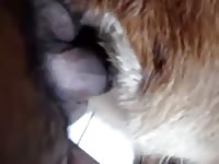La perra de mi hermana con el vecino Gaybeast - Dude and animal Sex
