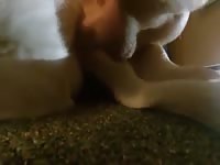 Lab anal on floor 2 Gaybeast - Zoophilia Sex and Man