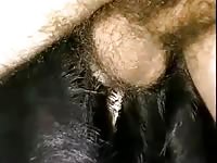Lab lover full video Gaybeast - Dude fucks animal