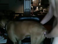 Lad fucks male boxer Gaybeast.com - Beastiality with Man