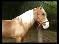 Latino guy sucks and humps horse cock full Gaybeast - Beastiality Man