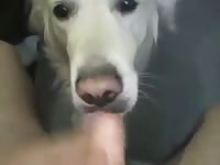 Lick and cum 3 Gaybeast.com - Beastiality with Dude