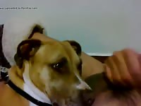 Lickin before sleepin Gaybeast - Zoophilia Sex and Man