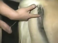 Little mare 1 Gaybeast.com - Dude and animal Sex
