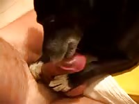 Littledog does very nice licking